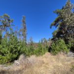 Parcela La Reserva de Tunquen, Algarrobo - Domingo Propiedades