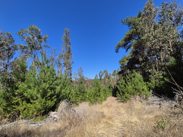 Parcela La Reserva de Tunquen, Algarrobo - Domingo Propiedades
